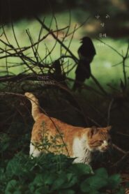 Cats’ Apartment